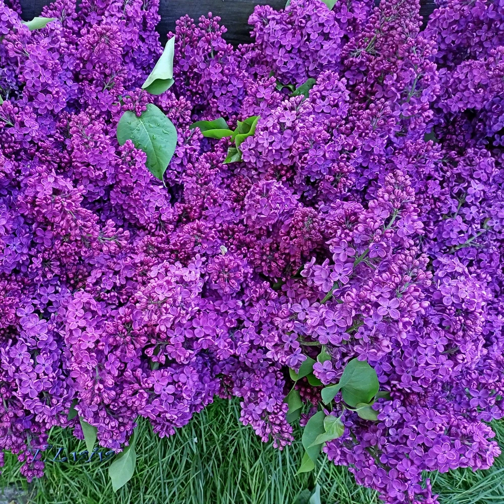 Зображення завантажив Black Mirror (⁠◔⁠‿⁠◔⁠)