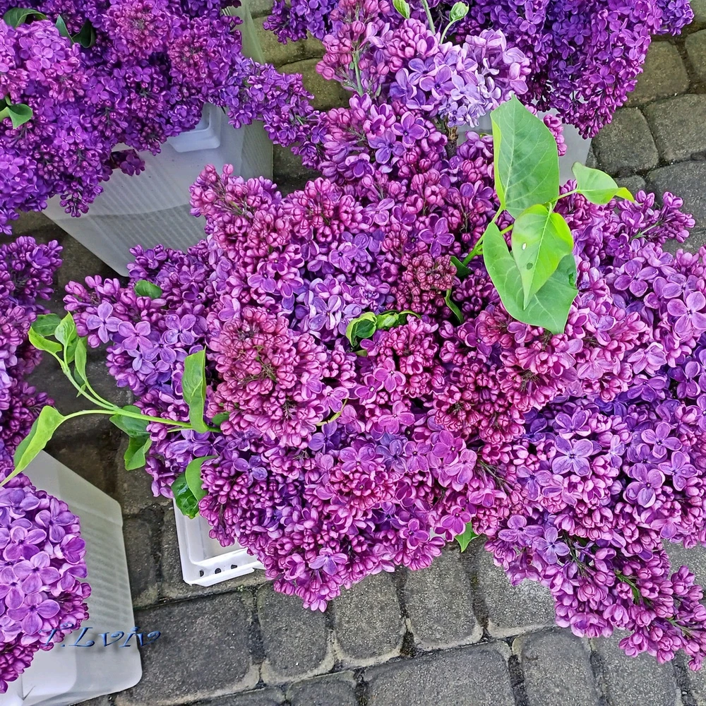 Зображення завантажив Black Mirror (⁠◔⁠‿⁠◔⁠)