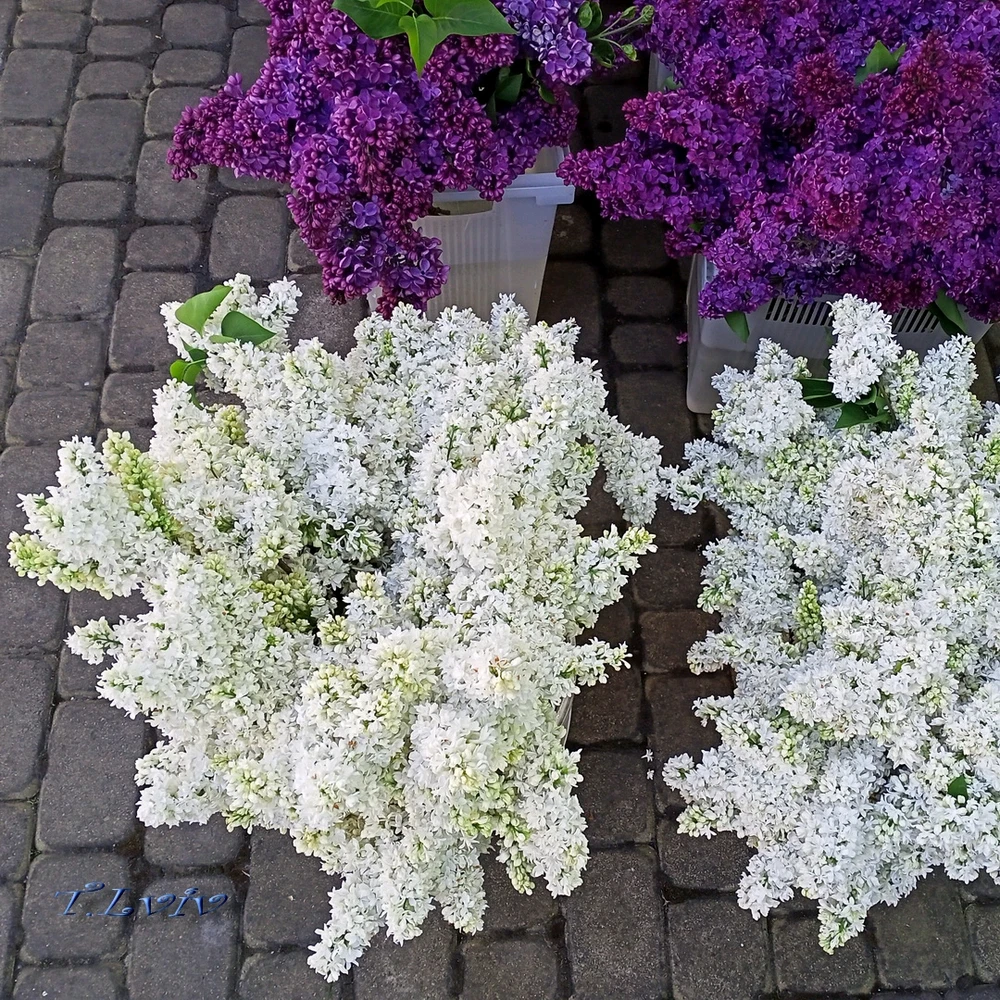 Зображення завантажив Black Mirror (⁠◔⁠‿⁠◔⁠)