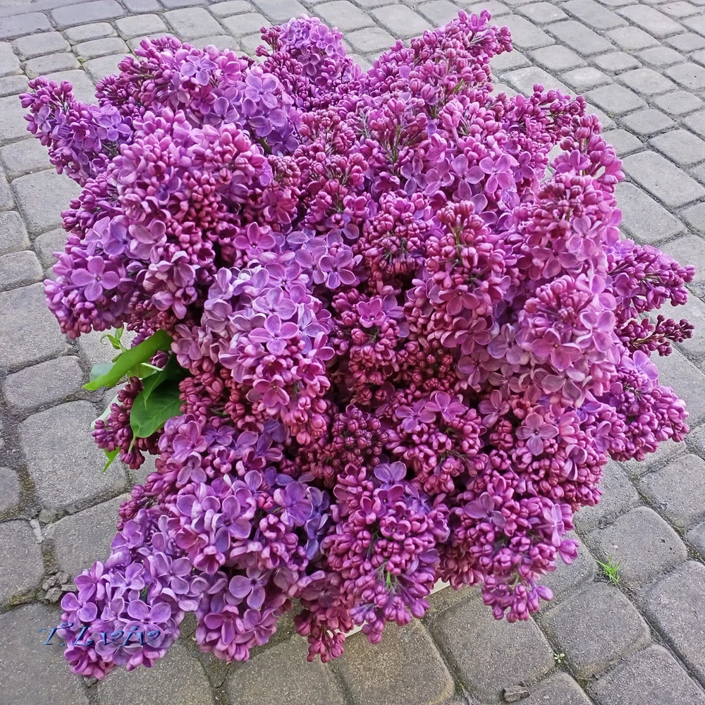 Зображення завантажив Black Mirror (⁠◔⁠‿⁠◔⁠)