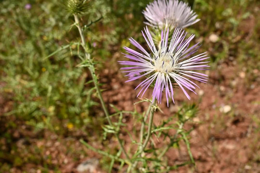 Image ajoutée par Rick