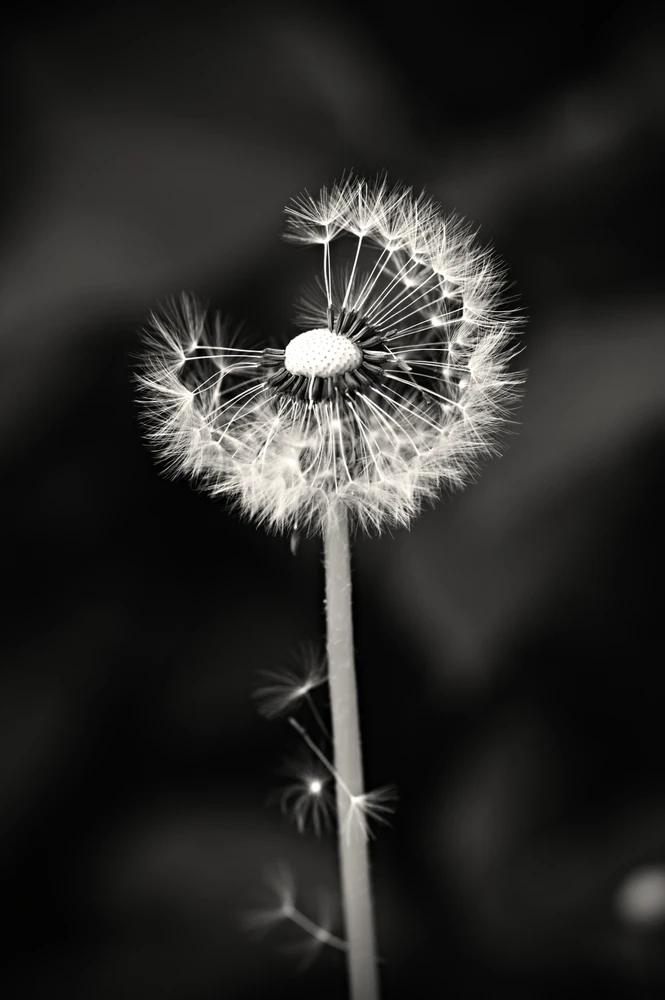 Fotku nahral/-a Dušan