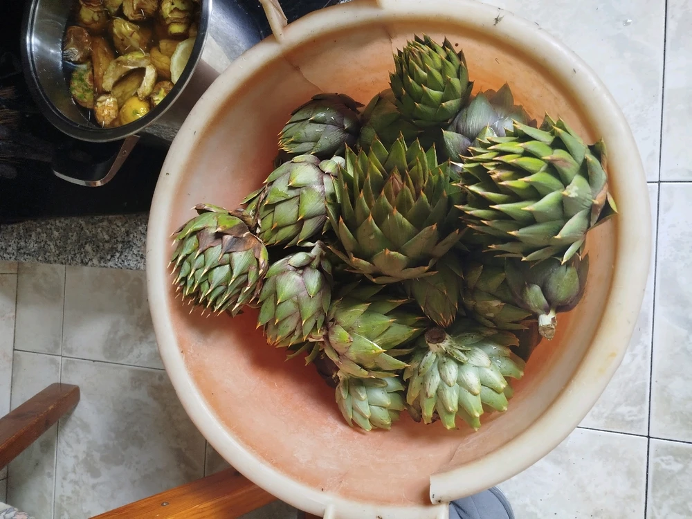 artichokes