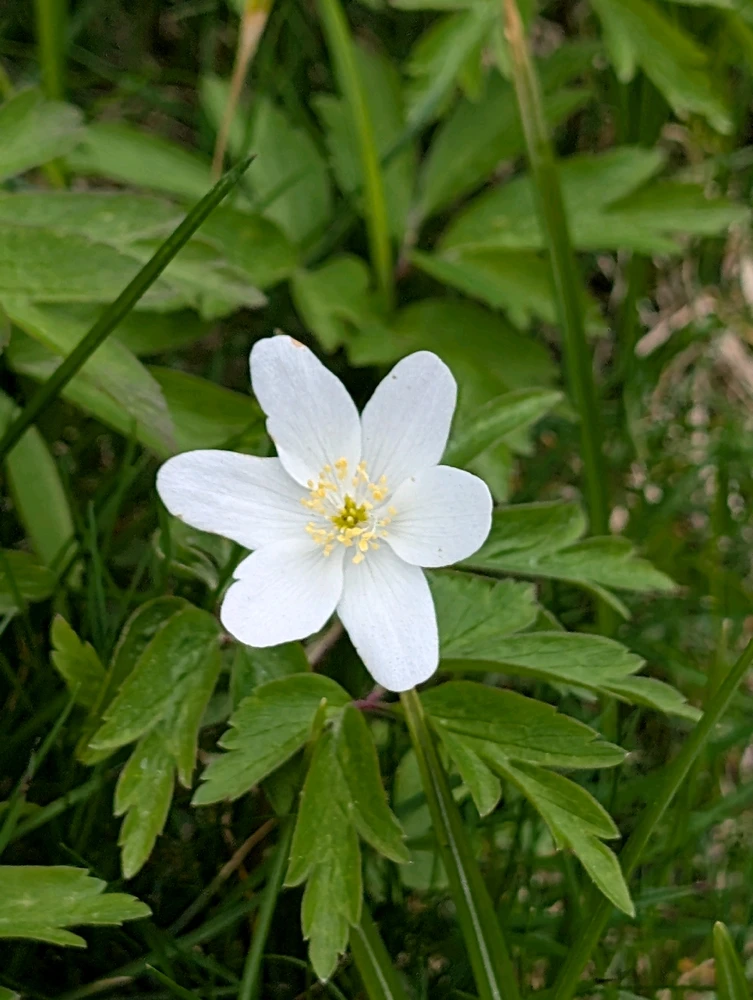 Image uploaded by Mihai