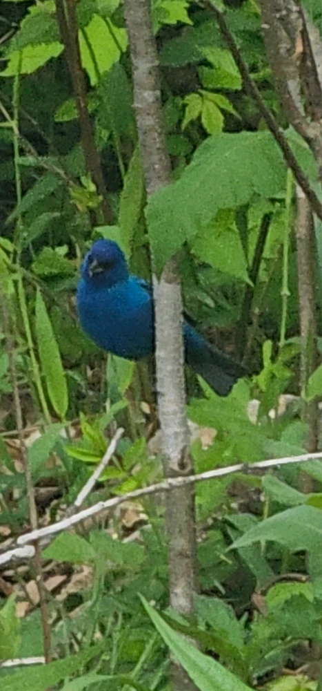 Image uploaded by Ally