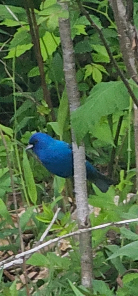 Image uploaded by Ally