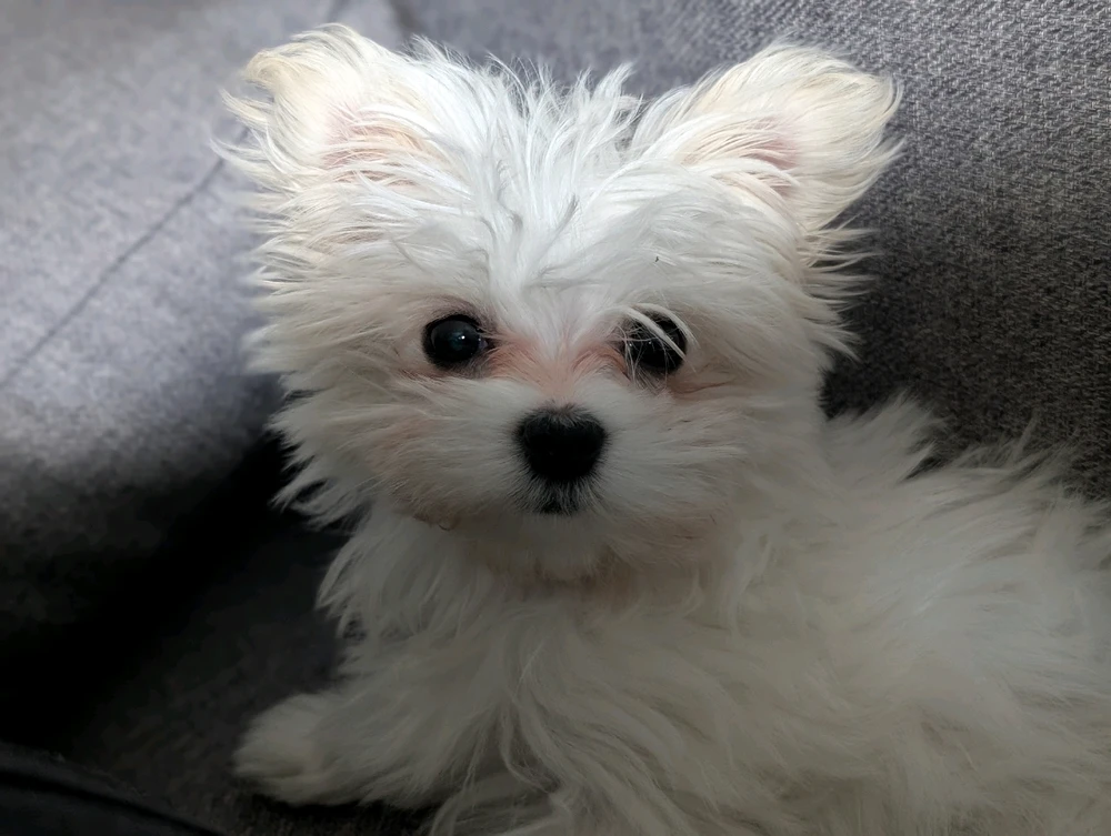 GIF hochgeladen von Pubert