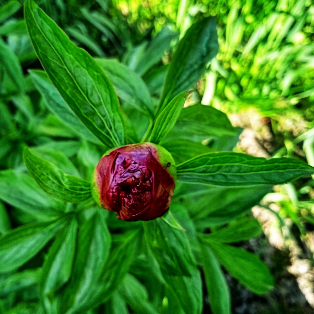 Зображення завантажив Black Mirror (⁠◔⁠‿⁠◔⁠)