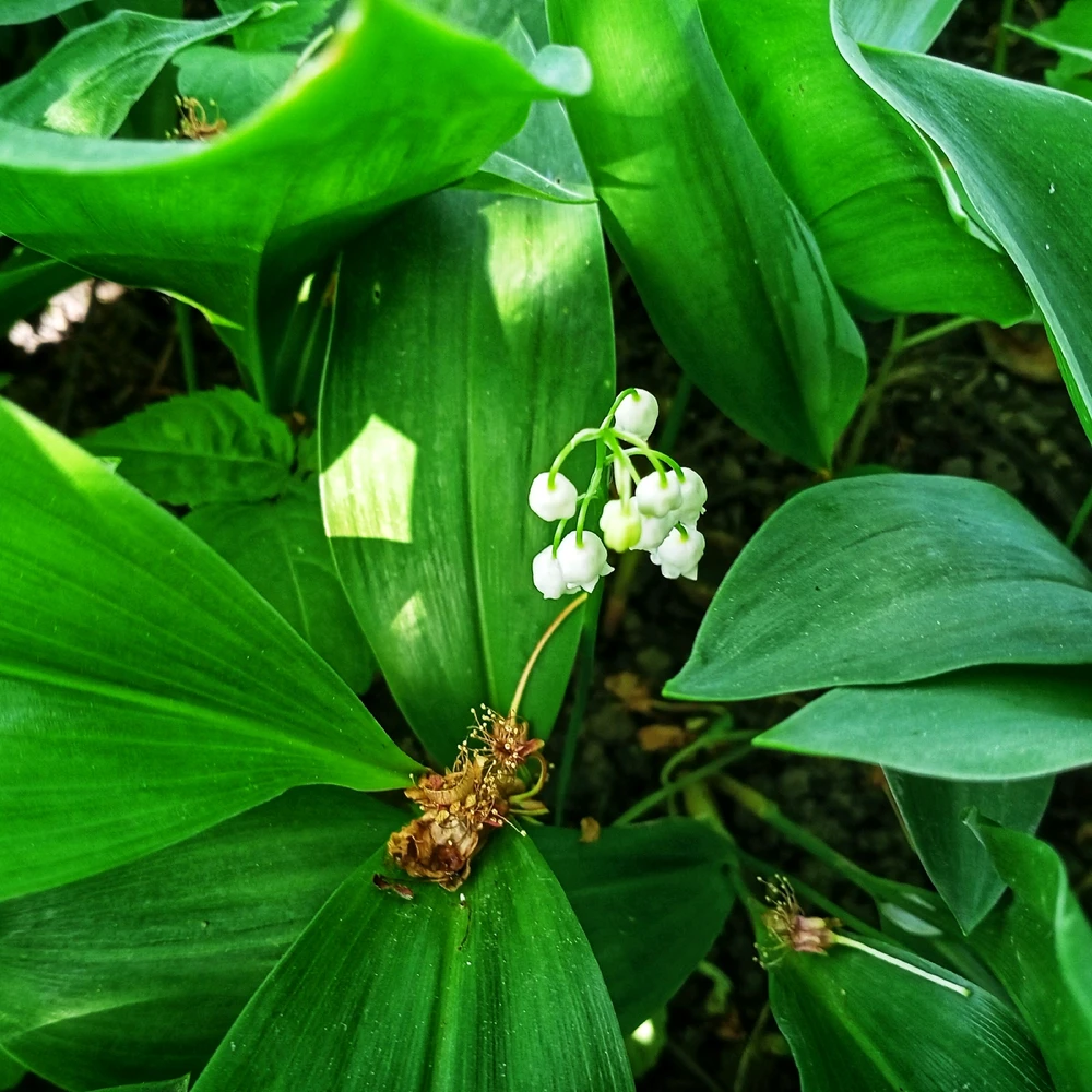 Зображення завантажив Black Mirror (⁠◔⁠‿⁠◔⁠)