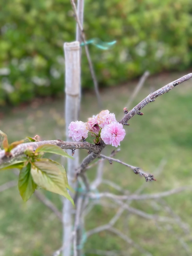 Image uploaded by Alessandro