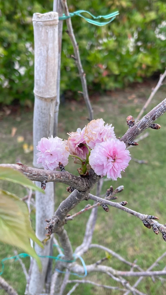 Image uploaded by Alessandro