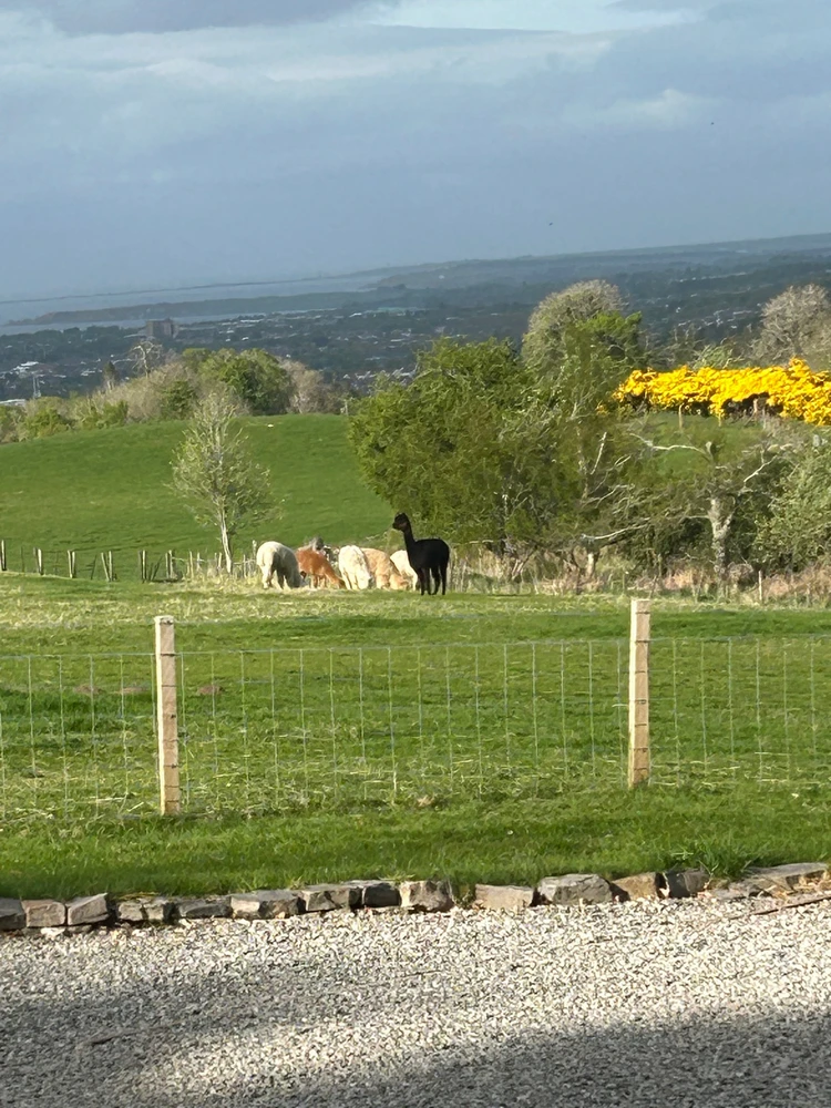 Image uploaded by Ronan