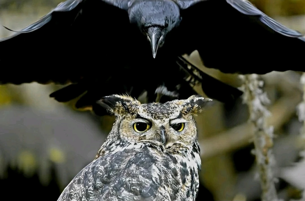 GIF diunggah dening 𔓎ꑀꌅ꒐ꈵꁲ𔓎 (𖣠ꘘꘘ 𖢧ꛅ𖤢 𖢑ꛎ𖦪𖢉𖤢𖢧)