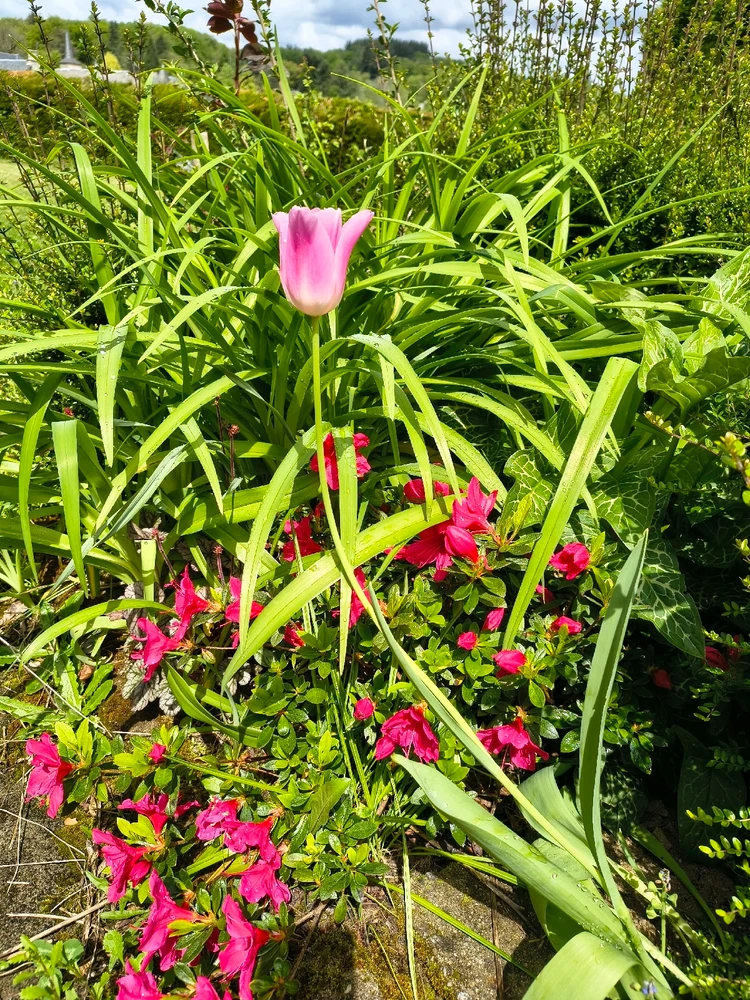 GIF ajouté par Mu 🌿