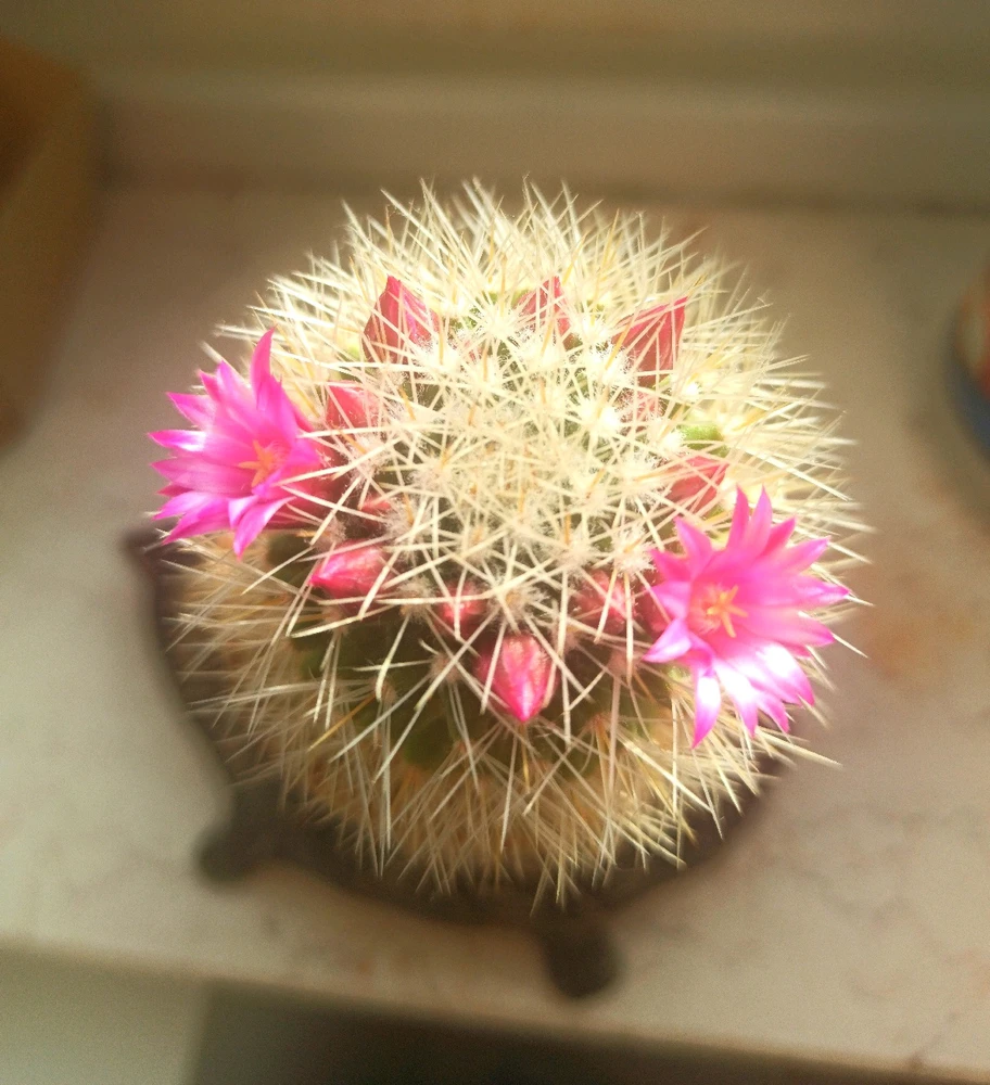 Bild hochgeladen von Christel