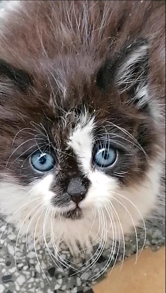 my catto when he was little