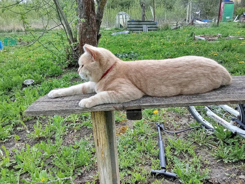 Мой тигр 🐅