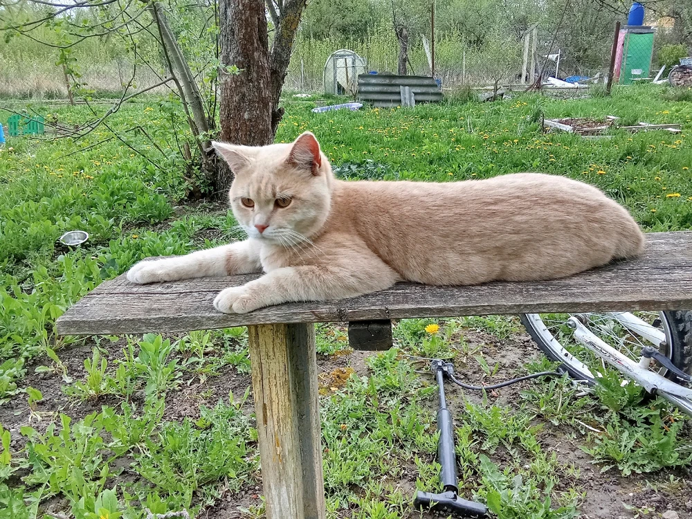 Мой тигр 🐅