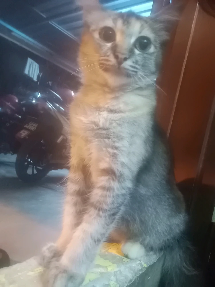 GIF dimuat naik oleh Hxzz