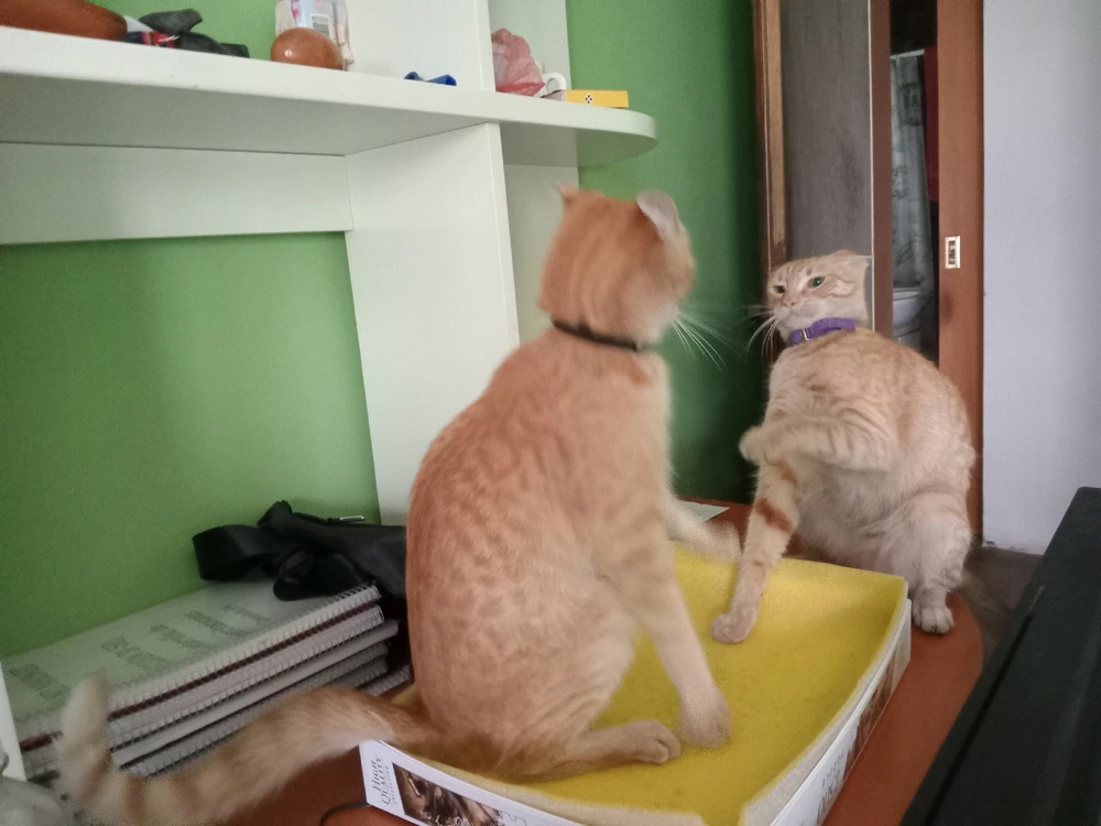 Imagen subida por Sambayon