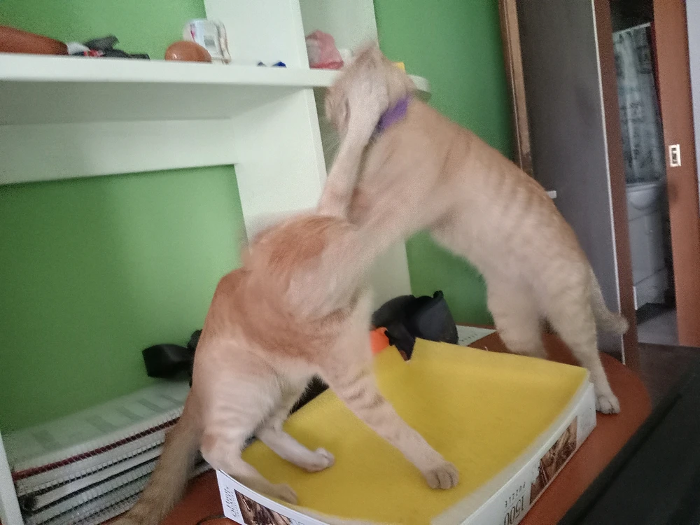 Imagen subida por Sambayon