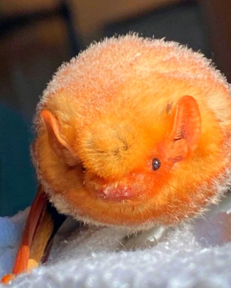 Зображення завантажив Natalia🦇