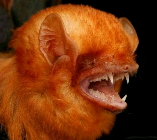 Зображення завантажив Natalia🦇