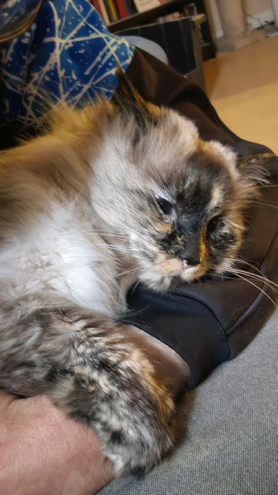 Gambar diunggah dening Connor