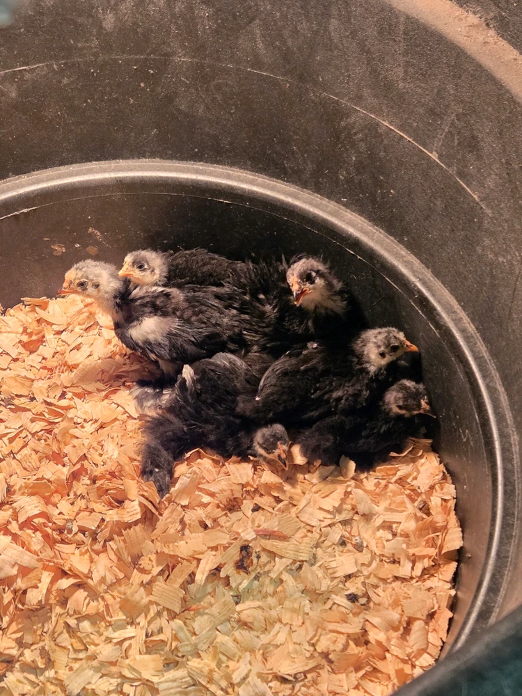 Image uploaded by Dryfish