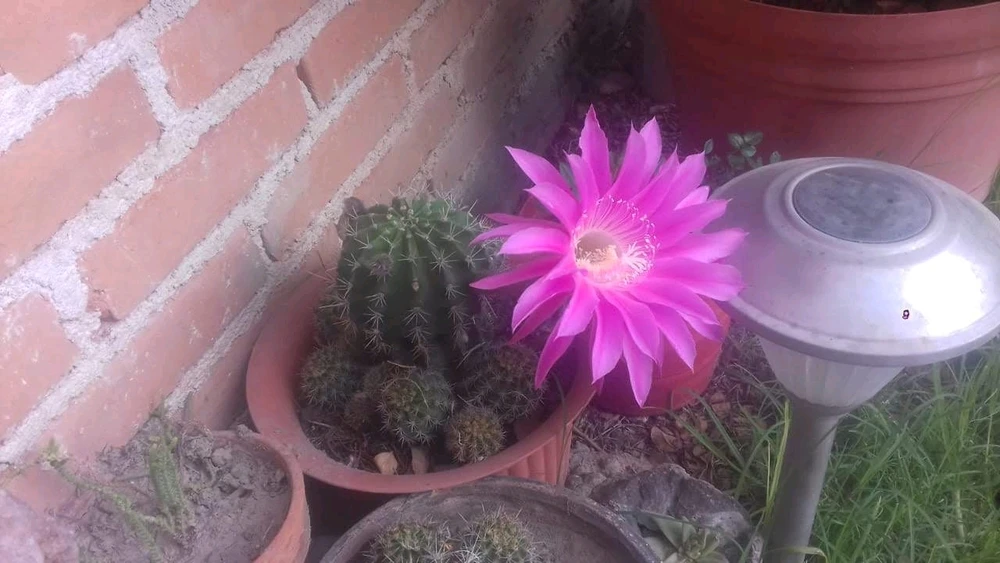 Álvaro Padilla上传的GIF