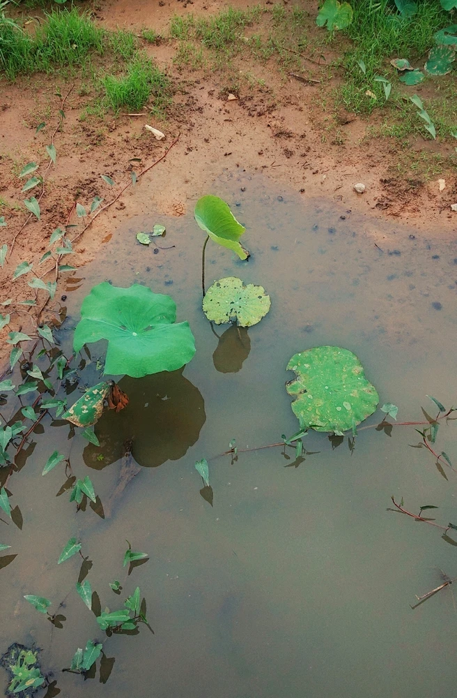 GIF được Boong tải lên