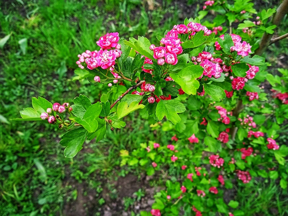 Image uploaded by Black Mirror (◔‿◔)