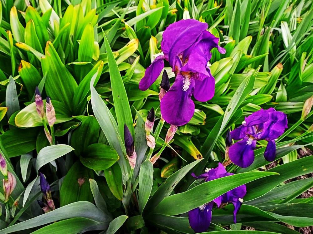 Image uploaded by Black Mirror (◔‿◔)