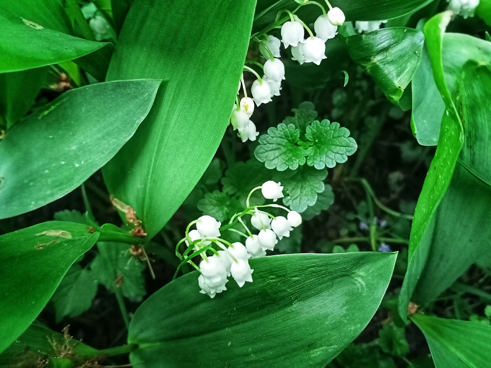 Image uploaded by Black Mirror (◔‿◔)