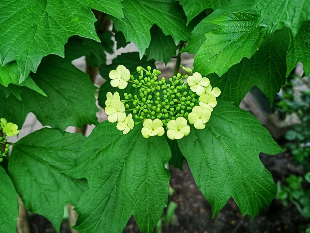 Image uploaded by Black Mirror (◔‿◔)