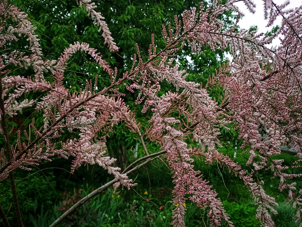 Image uploaded by Black Mirror (◔‿◔)