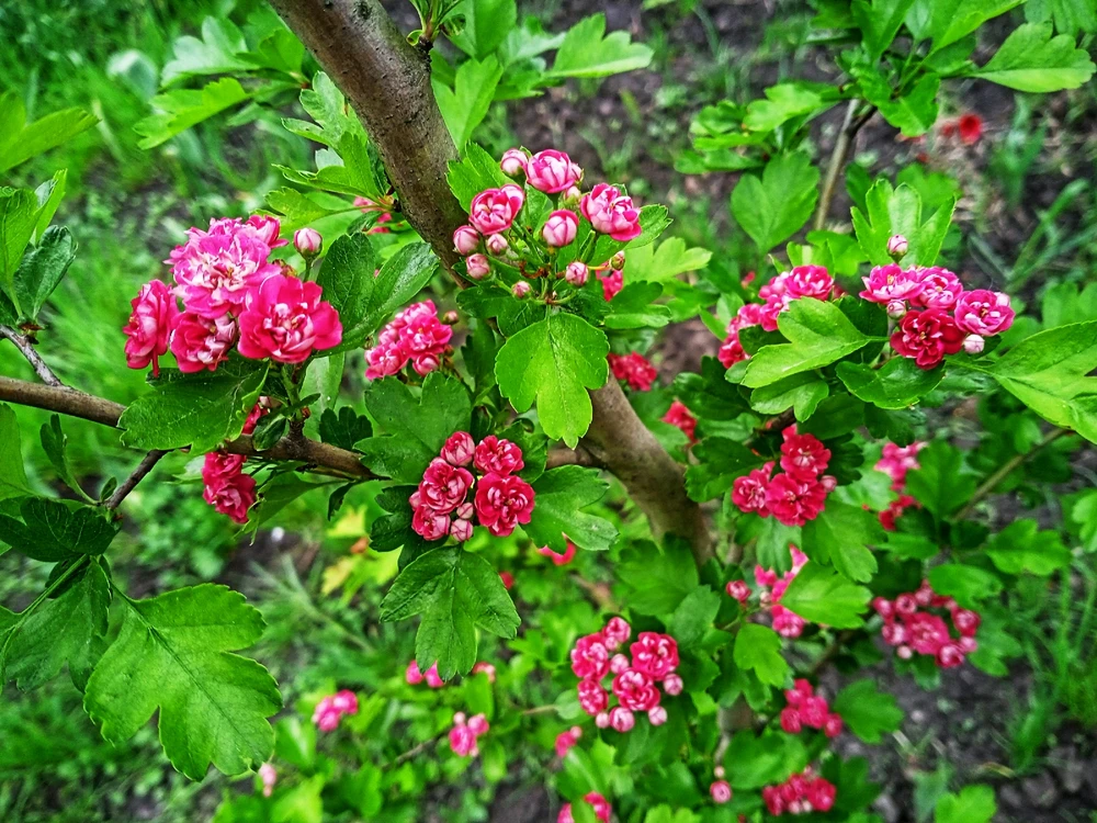 Image uploaded by Black Mirror (◔‿◔)