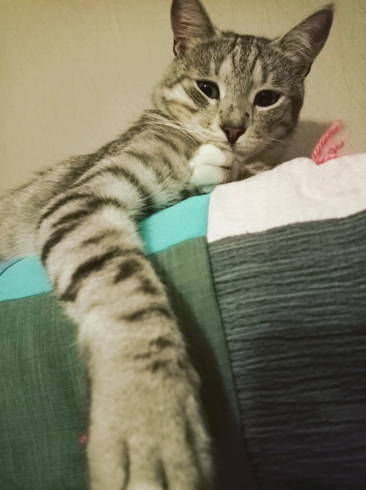 Выява загружана Olga