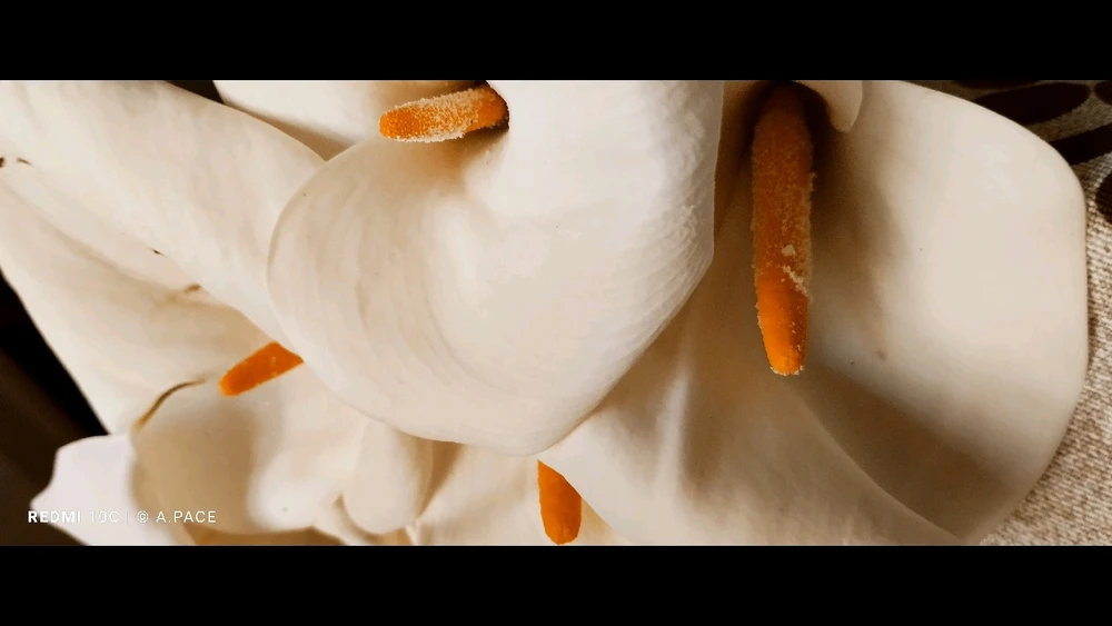 Immagine caricata da Alessandro | alpacigno