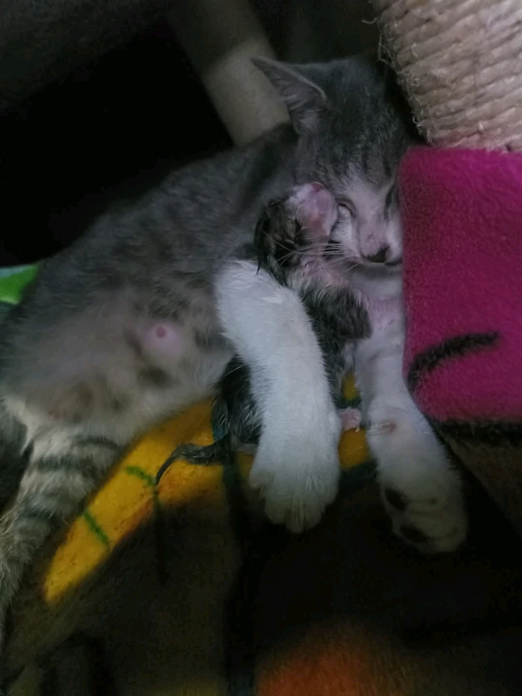 Imagen subida por Esteban