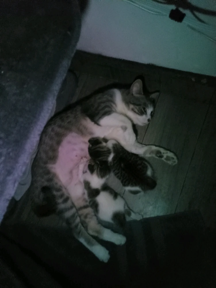 Imagen subida por Esteban