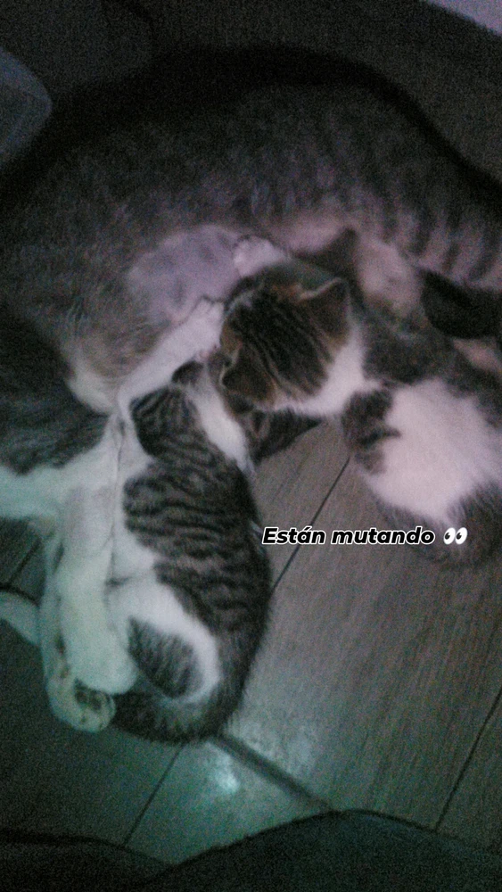 Imagen subida por Esteban