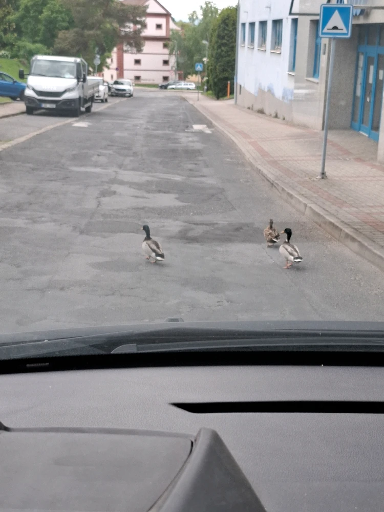 Obrázek nahrál Nora