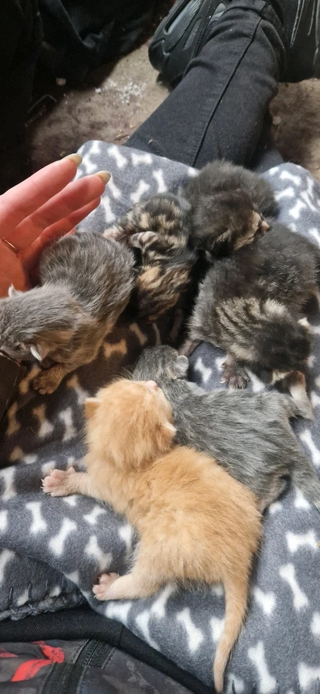 2 kluci (zrzek a žíhaný) a zbytek holky 