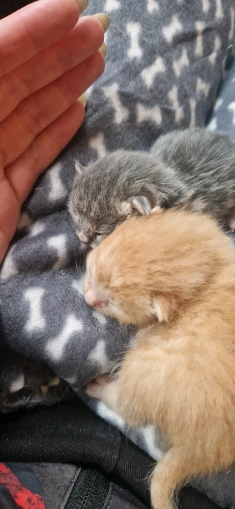 Obrázek nahrál Karlos