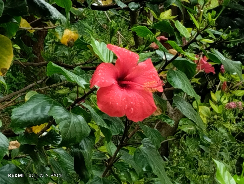 Immagine caricata da Alessandro | alpacigno