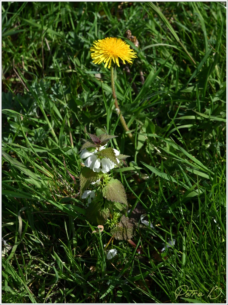 Obrázek nahrál Petra