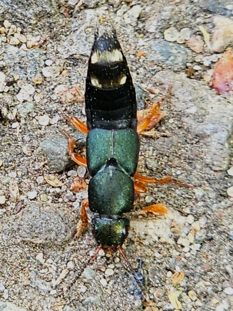 GIF hochgeladen von Bene