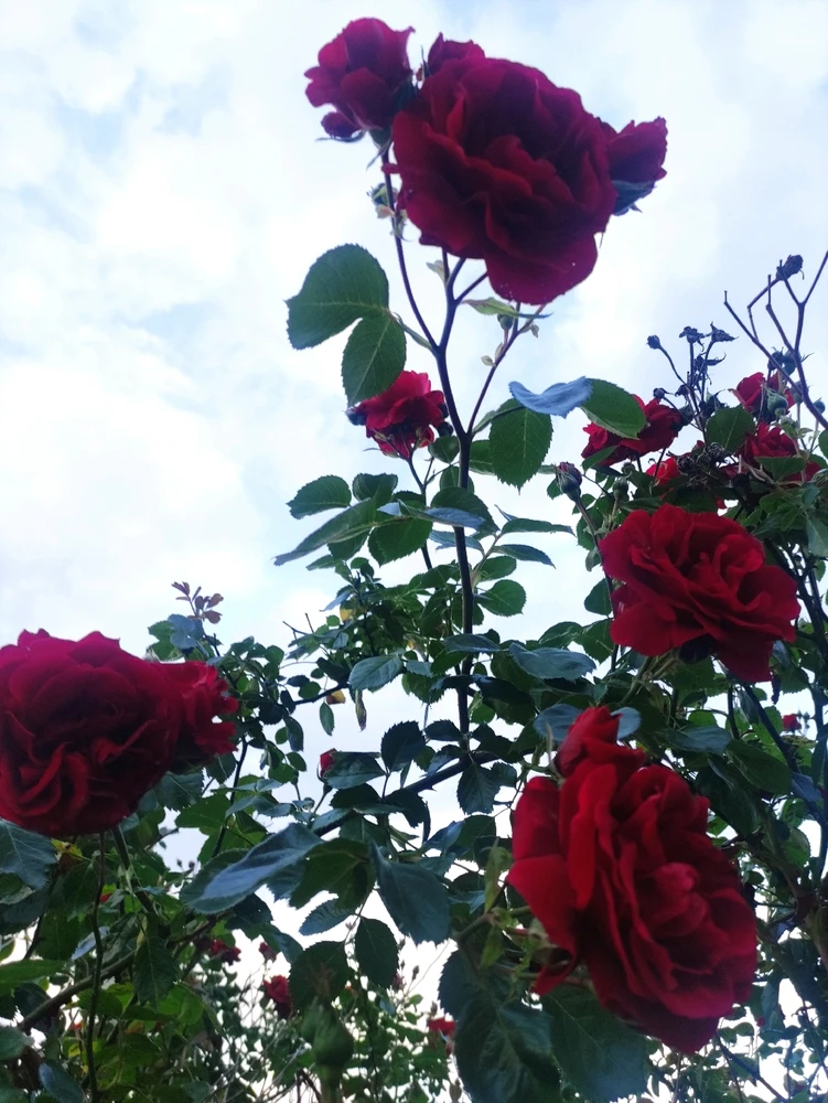 Immagine caricata da CX