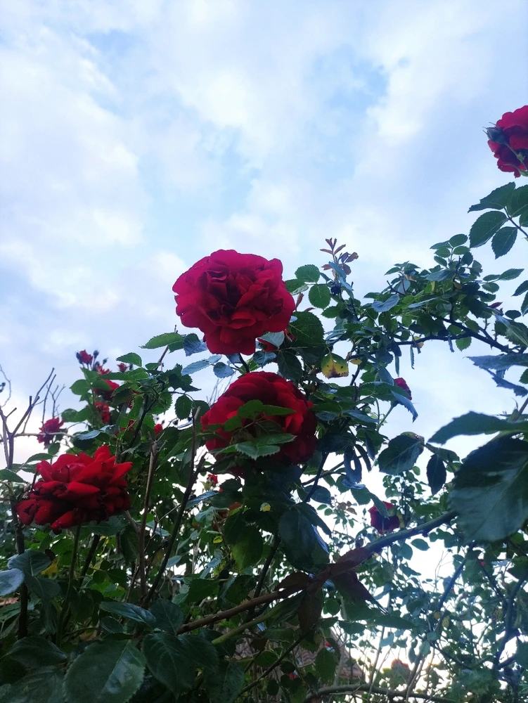 Immagine caricata da CX